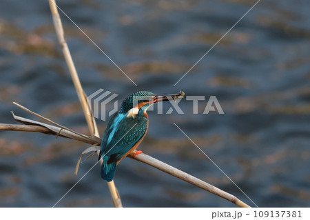 エサを咥えたカワセミ　枝にとまる 109137381