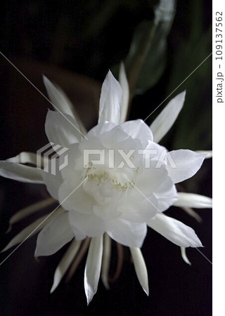 月下美人の開花 月下美人の開花 109137562