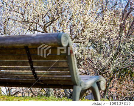 梅の花とベンチ 109137819
