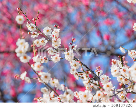 梅の花 109137820
