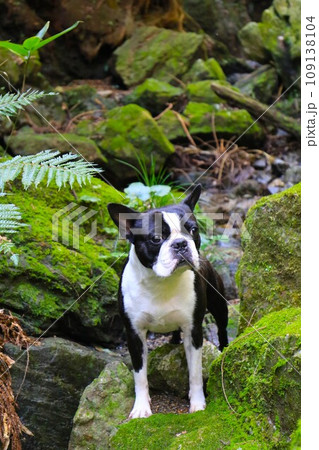 毛呂山町の阿諏訪川上流で渓谷を見つめるボストンテリアのマイティ君♡ 109138104