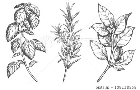 Culinary herbs vector set: rosemary, bay leaf, basil. Engraving style illustration using kitchen herbs and spices. Italian and mediterranean food ingredients on a white background. Line sketch. 109138558