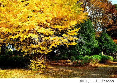神代植物公園　銀杏　巨木の紅葉 109138559