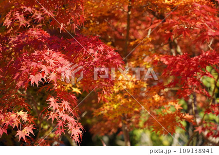 八事　興正寺の美しい紅葉2023 109138941