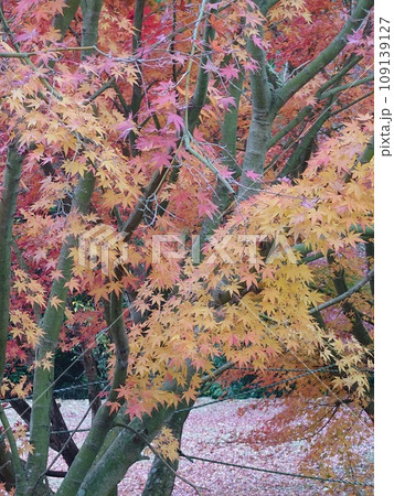 紅葉したモミジ 109139127