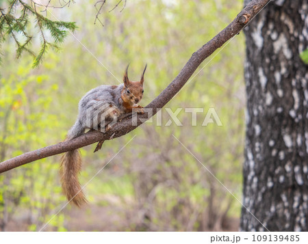 The squirrel with nut sits on a branches in the spring or summer. The squirrel with nut sits on a branches in the spring or summer. 109139485
