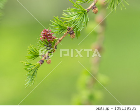Larch tree fresh pink cones blossom at spring on nature background 109139535