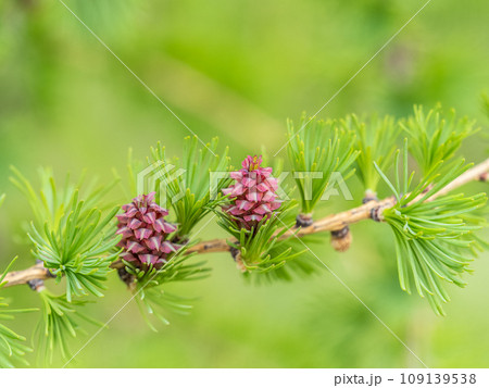 Larch tree fresh pink cones blossom at spring on nature background Larch tree fresh pink cones blossom at spring on nature background 109139538