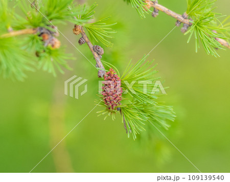 Larch tree fresh pink cones blossom at spring on nature background 109139540