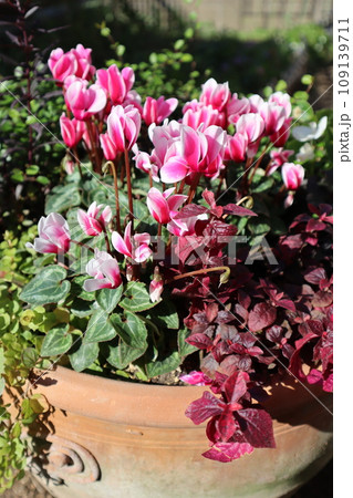 ガーデンシクラメンの寄せ植え ガーデンシクラメンの寄せ植え 109139711