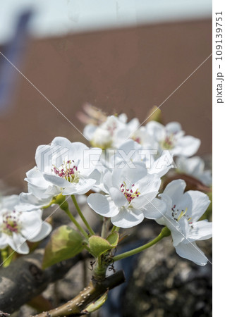 なしっこ館 に咲く二十世紀梨の花 なしっこ館 に咲く二十世紀梨の花 109139751