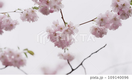 Photo of cherry blossom in spring closeup shot Photo of cherry blossom in spring closeup shot 109140096