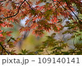 小菅東スポーツ公園でのもみじ紅葉 109140141