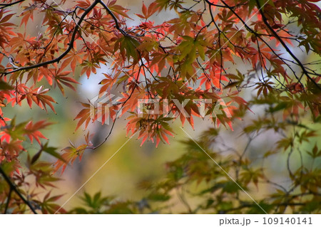 小菅東スポーツ公園でのもみじ紅葉 109140141