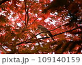紅葉の中のヒヨドリ　小菅東スポーツ公園 109140159