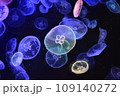 すみだ水族館のクラゲ 109140272