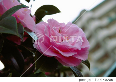 春を待つ季節に鮮やかにな花を咲かせ寒さにも暑さにも強い椿3 春を待つ季節に鮮やかにな花を咲かせ寒さにも暑さにも強い椿3 109140286