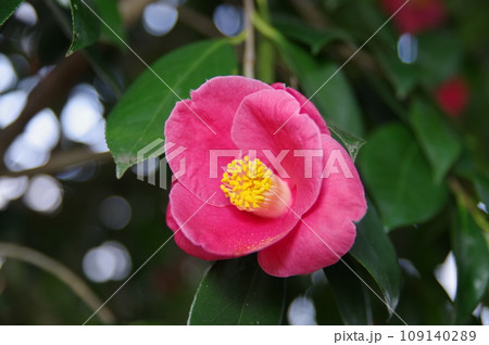 春を待つ季節に鮮やかにな花を咲かせ寒さにも暑さにも強い椿4 109140289