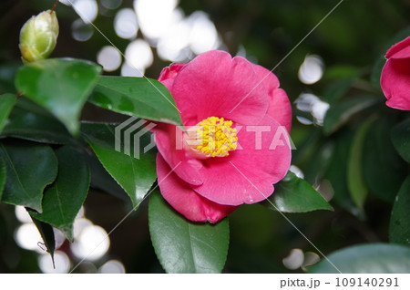 春を待つ季節に鮮やかにな花を咲かせ寒さにも暑さにも強い椿5 109140291