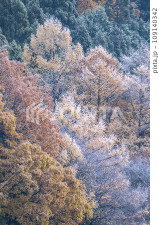 紅葉と霜（蒜山高原） 109140342