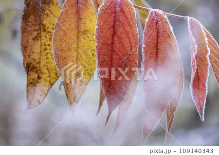 紅葉と霜（蒜山高原） 109140343