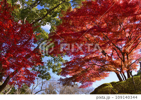 和歌山県橋本市杉村公園の紅葉 109140344