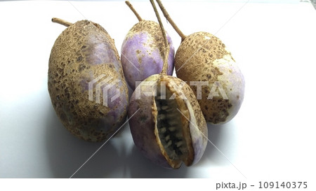 野生のアケビの実 109140375