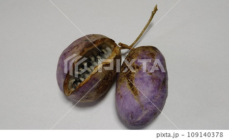 野生のアケビの実 109140378