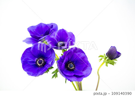 青いアネモネの花、白背景 109140390
