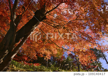 和歌山県橋本市杉村公園の紅葉 和歌山県橋本市杉村公園の紅葉 109140417