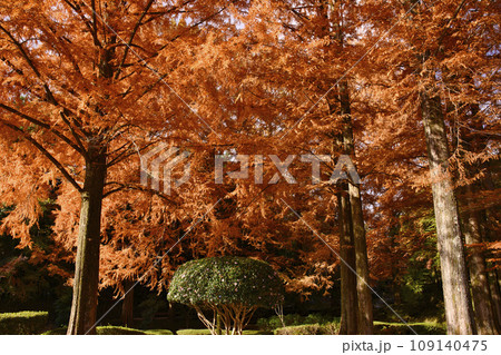 和歌山県橋本市杉村公園メタセコイアの紅葉 109140475