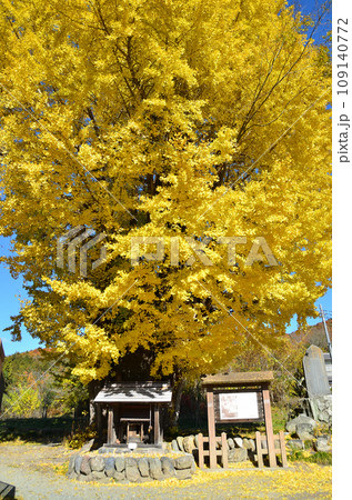 埼玉県皆野町国神　深まる秋に色つく国神の大銀杏 109140772