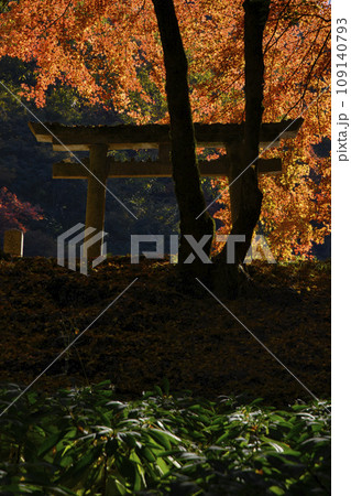 大阪府河内長野市延命寺紅葉山の紅葉 大阪府河内長野市延命寺紅葉山の紅葉 109140793