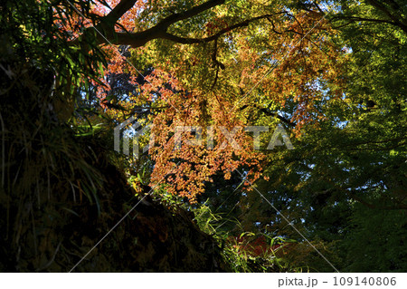 大阪府河内長野市延命寺紅葉山の紅葉 109140806