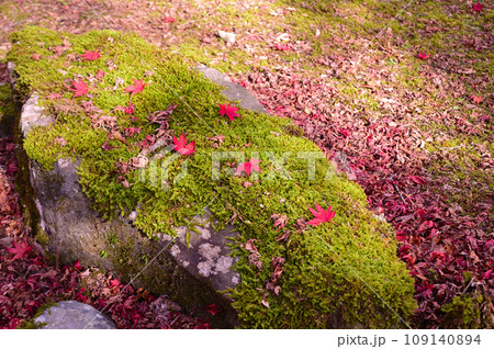 伊豆天城の紅葉 109140894