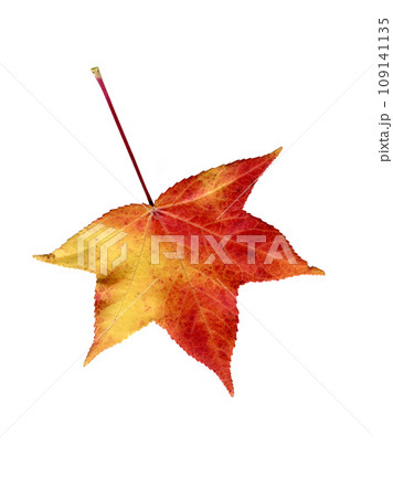 白背景に紅葉したモミジバフウの葉 白背景に紅葉したモミジバフウの葉 109141135