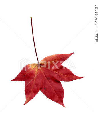 白背景に紅葉したモミジバフウの葉 109141136