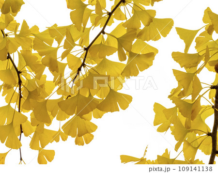 黄色く色づいたイチョウの葉 109141138