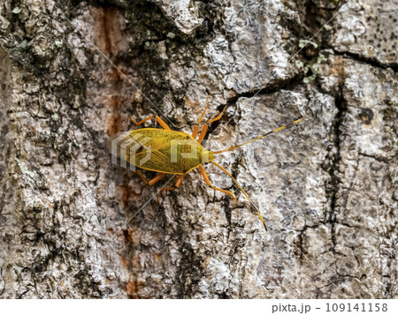 クヌギの木にいるクヌギカメムシ 109141158