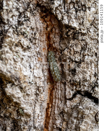 クヌギの木に産み付けられたクヌギカメムシの卵 109141159