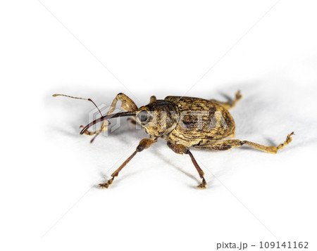 白背景にクヌギシギゾウムシ 109141162