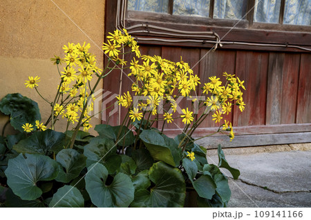 民家の前に咲くツワブキの黄色い花 109141166