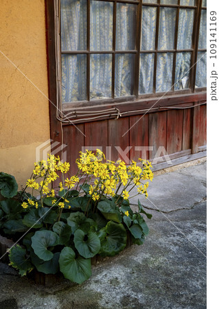 民家の前に咲くツワブキの黄色い花 109141169