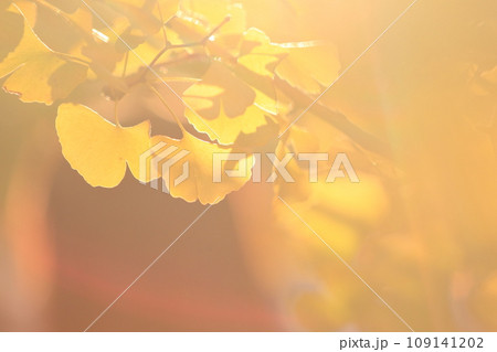 黄葉したイチョウの葉　金色に輝くイチョウの葉 109141202