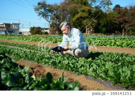 タブレット端末で作物の育成を管理する男性 タブレット端末で作物の育成を管理する男性 109141251
