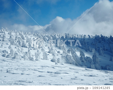 湧き立つ雲と樹氷群 109141285
