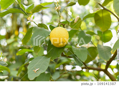Ripe lemon growing on a branch 109141387