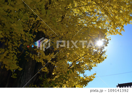 埼玉県皆野町国神 深まる秋に色つく国神の大銀杏 埼玉県皆野町国神 深まる秋に色つく国神の大銀杏 109141392
