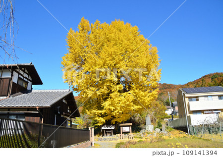 埼玉県皆野町国神 深まる秋に色つく国神の大銀杏 埼玉県皆野町国神 深まる秋に色つく国神の大銀杏 109141394