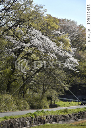 寺家ふるさと村に咲き始めた桜 寺家ふるさと村に咲き始めた桜 109141458